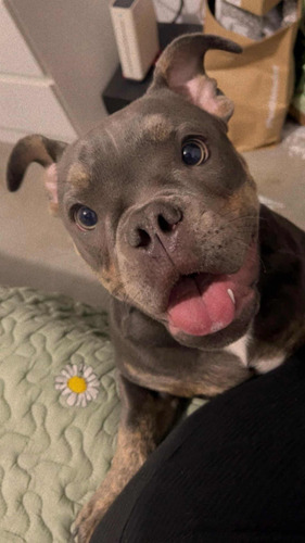 American Bully Blue Tri