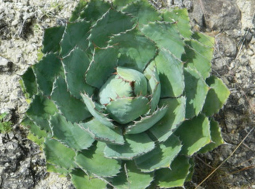 Agave Potatorum, Maguey Tobalá , 10 Semillas, Nv