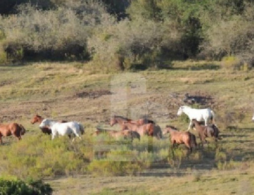 Imagen 3 de 4 de Tacuarembo 1.350ha (ganadero)