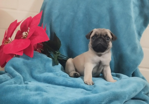 Pug Cachorros Hermosos ! Con Microchip De Identificación