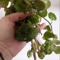 Comprar 3 Mudas De Planta Dolar, Hera-sueca ( Planta Do Dinheiro)