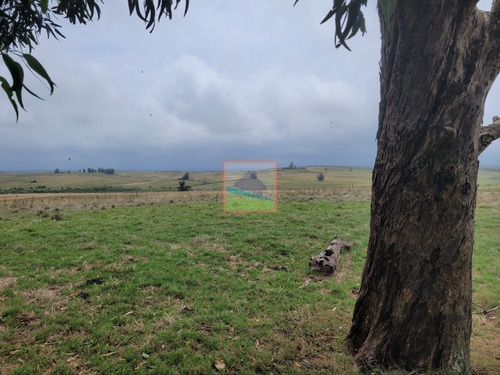 Imagen 2 de 30 de Campo Ganadero 77hás Garzón/rocha