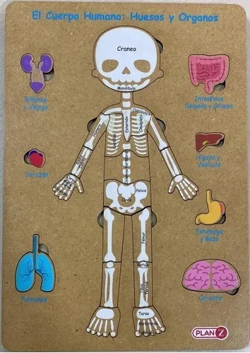 Puzzle Encastre Cuerpo Humano 3 Niveles Huesos Y Órganos 