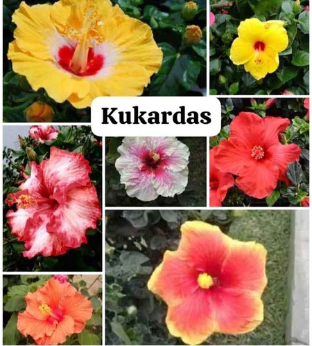 Cucardas Planta Cuidados
