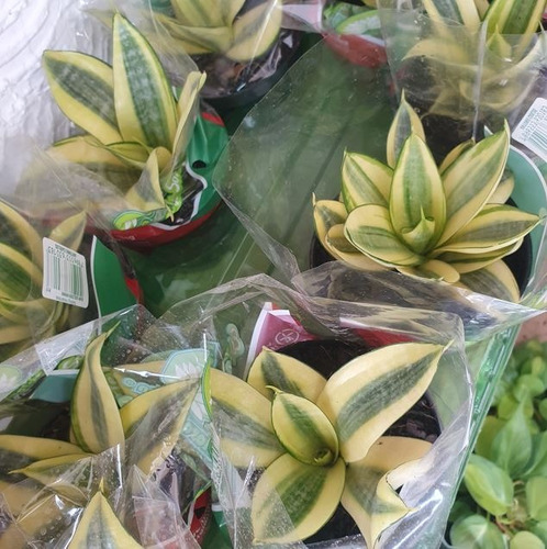 Sansevieria Golden Hahnii P11 - Espadinha Da Sorte