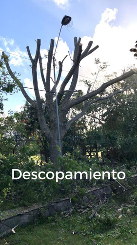 Imagen 7 de 10 de Poda Y Tala De Árboles Canelones, Parque Del Plata