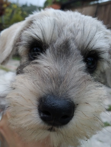 Imagen 2 de 10 de Schnauzer Blancos Y Plata.