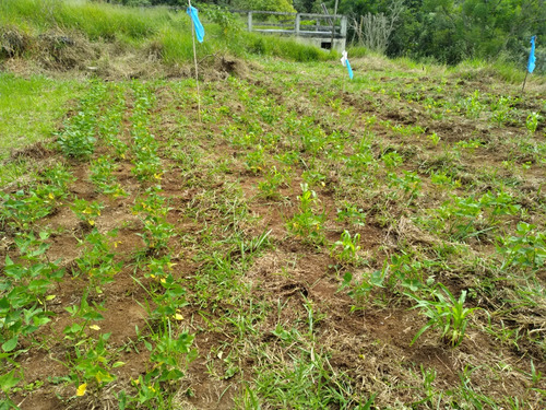 Terreno No Portal Das Aguas Pronto Para Construir .