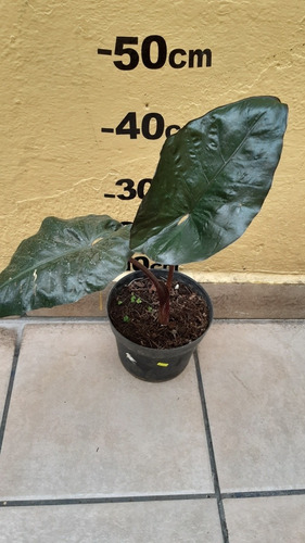 De Semilla Planta Alocasia Negra, Black Metallic Taro