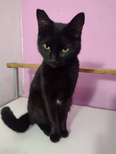 Gatita En Adopción 