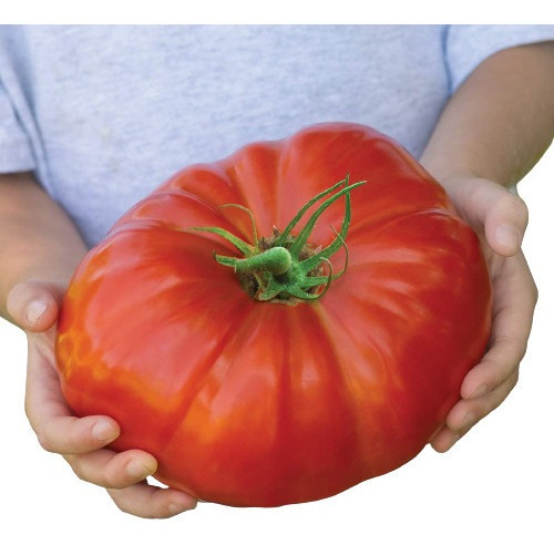 Imagem 1 de 7 de Tomate Gigante Beefsteak - 20 Sementes Para Mudas Heirloom