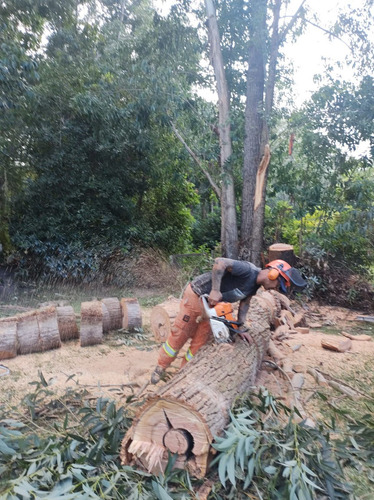 Imagen 3 de 10 de Limpiezas De Montes Y Terrenos En General