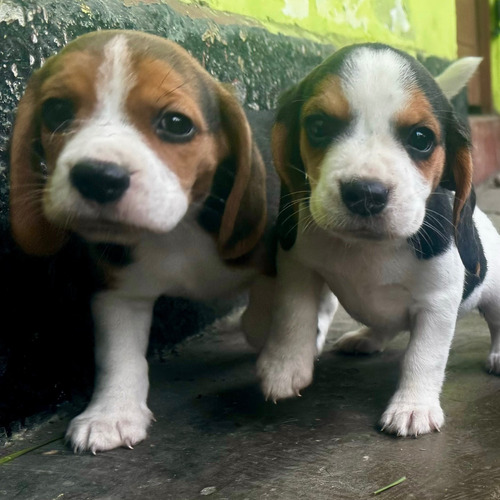 Cachorro Beagle Tricolor