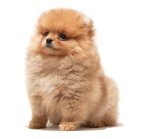 Cachorrito Pomerania Disponible Cachorro Pomeranya