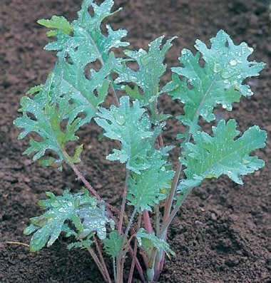 David's Garden Seeds Kale Rojo Ruso D363a (rojo) 200 No-gmo,