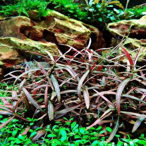 Higrophila Lancea Araguaya Plantas Para Acuario