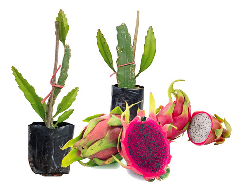 2 Plantas De Pitahaya Enraizados Roja Y Blanca