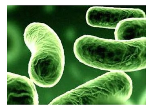 Bcuelov Urinary Tract Support Cuidado Infecciones Urinarias