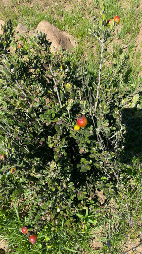 Terreno Al Norte De La Serena El Arrayan