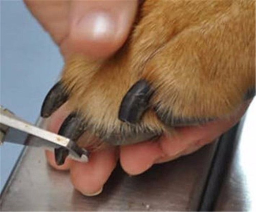 Imagem 5 de 11 de Alicate De Unha Cão E Gato Com Trava Grande + Frete Grátis