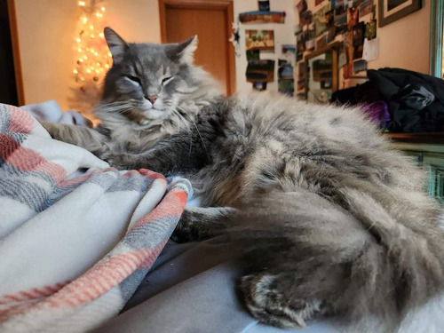 Gatitos Raza...... Nebelung....
