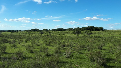 Imagen 1 de 7 de Dueño Vende - Campo 16 Has En Tala - Aguada - Montes - Luz