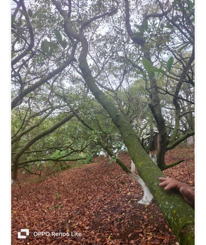 Terreno En Venta En Emiliano Zapata Ejido De Tenancingo, Tenancingo, México