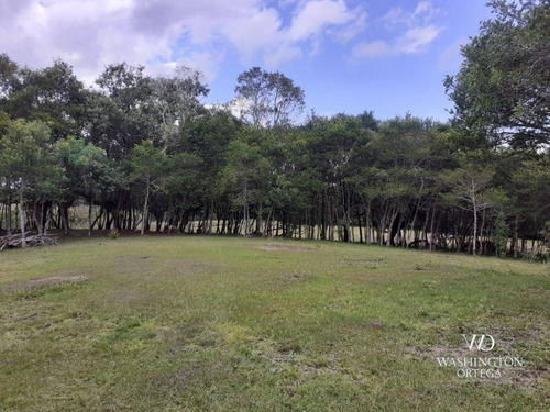 Imagem 1 de 21 de Chácara À Venda, 8500 M² Por R$ 260.000,00 - Zona Rural - São José Dos Pinhais/pr - Ch0060