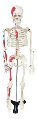 Esqueleto De 85cm Com Origens, Inserções Musculares E Haste