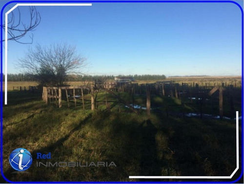 Imagen 3 de 6 de 349 Has En Gualeguaychu