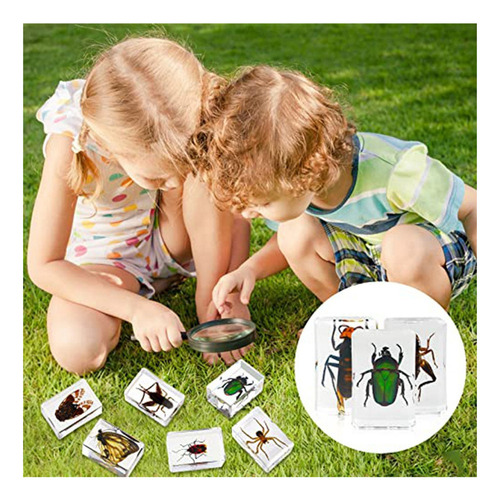 30 Pisapeles De Resina Para Especímenes De Insectos, Colec