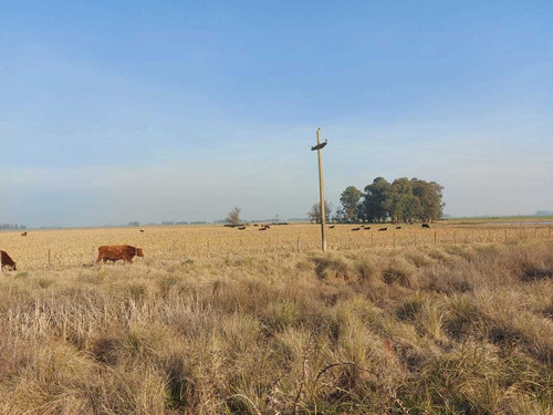 Imagen 8 de 11 de Chacra De 18 Hectareas En Saladillo Sobre Ruta 205