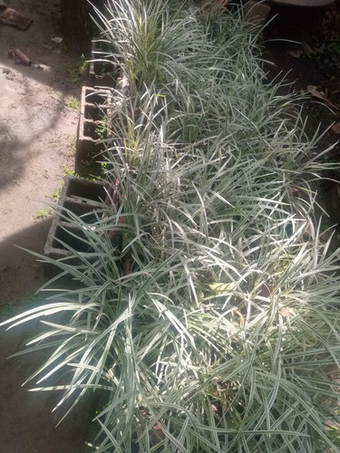 Plantas Decorativas Barba De León 