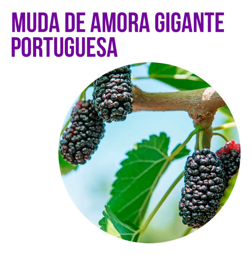 Muda De Amora Gigante Portuguesa Produzindo 100cm