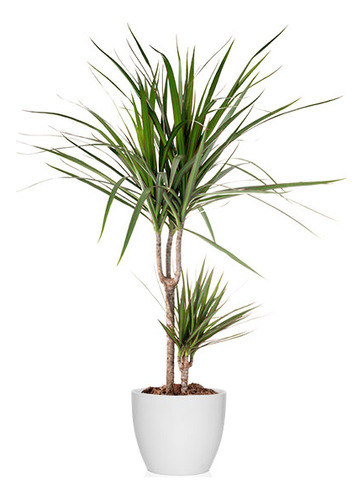 Palmera Dracena Verde