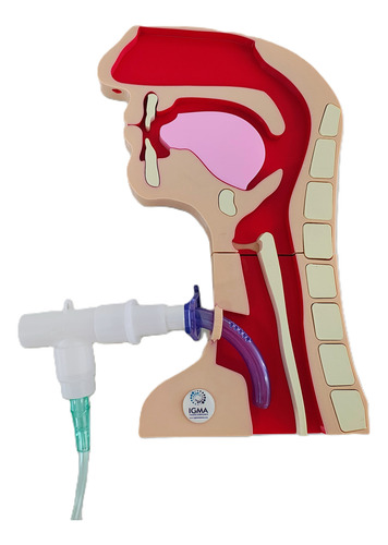 Conector De Oxigeno En T Para Traqueostomía