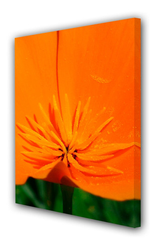 Cuadro 40x60cm Petalo Naranja Flor Silvestre P1