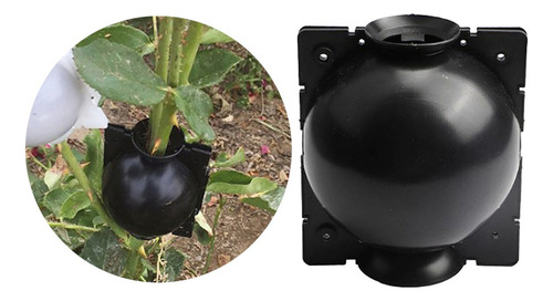 \ Bola De Enraizamiento De Planta De Enraizamiento De