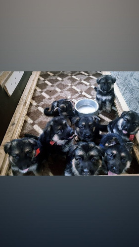 Imagem 5 de 5 de Pastor Alemão Com Pedigree Nascido 27/07 5 Fêmeas E 3 Machos
