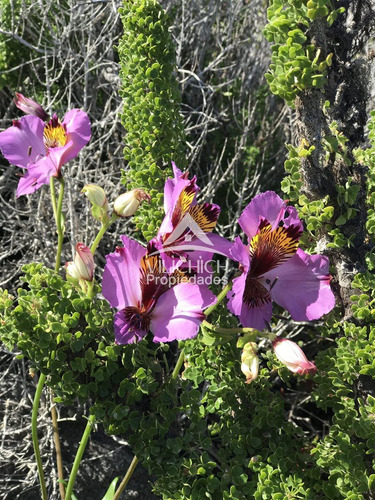 Venta Parcelas Arrayan Costero, La Serena