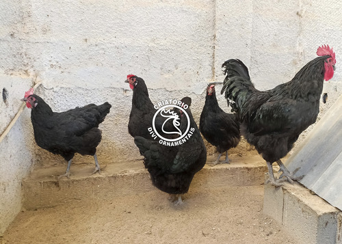 Ovos Galados Gigante Negro De Jersey (14 Ovos)