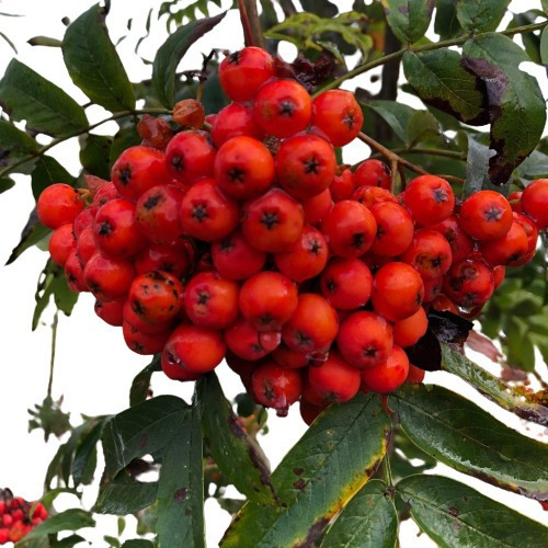 Sementes Bonsai Fruta Cereja Tramazeira Sorbus Aucuparia