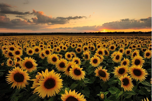 Girasol Flor , Marravilla . Semillas  Ornamental O Alimento.