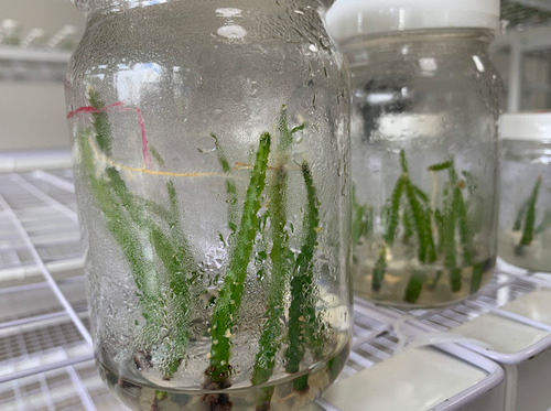 Pitahaya Amarilla Plántula De Laboratorio Para Sembrar