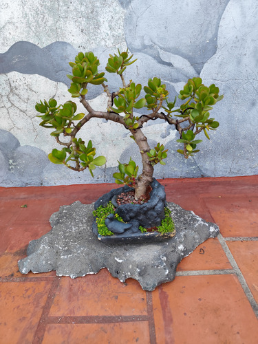 Bonsai Árbol De Jade