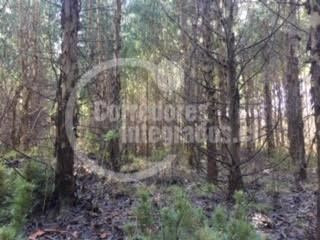 Imagen 7 de 14 de Sitio Forestal En Venta En Curacautín