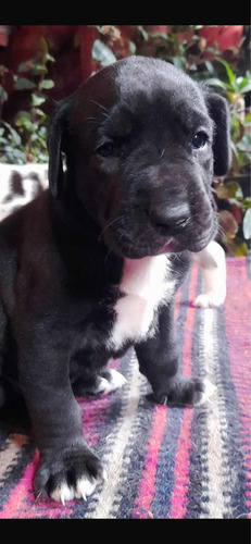Cachorros Gran Danes