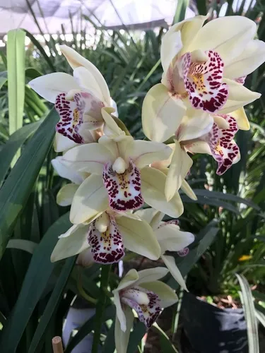 Orquideas cymbidium 2024