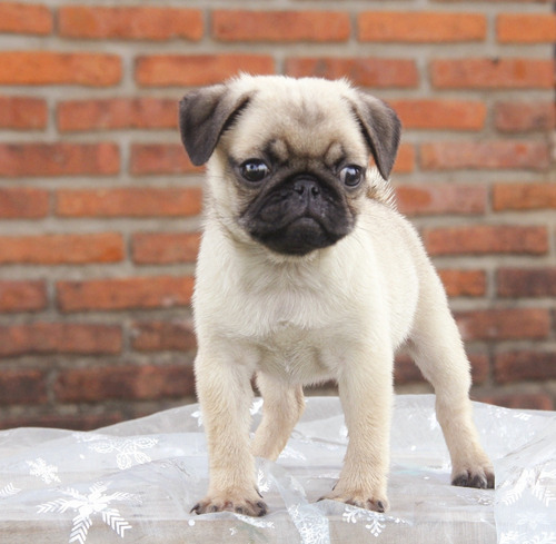 Pug Machos