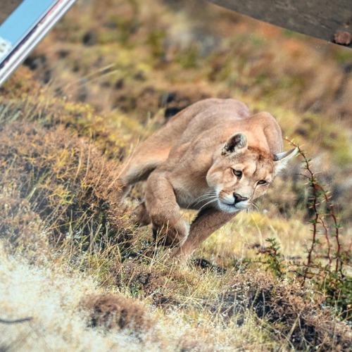Imagen 4 de 7 de El Puma - Ingo Arndt